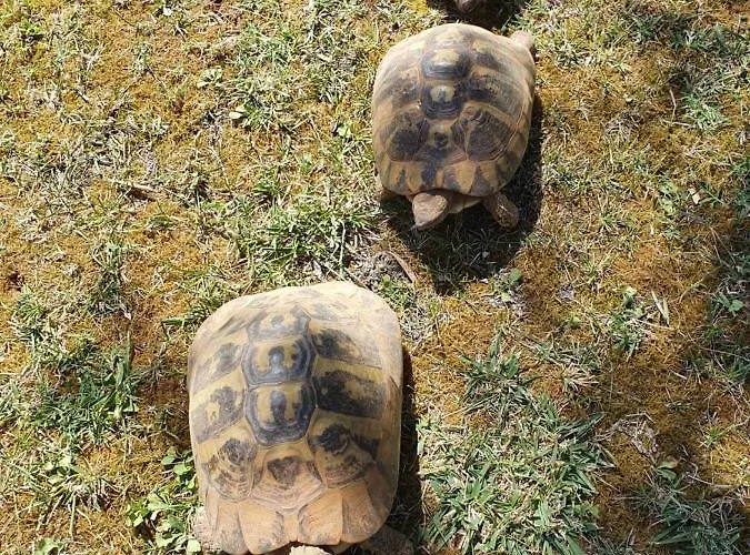 Sasha Apartament Pula